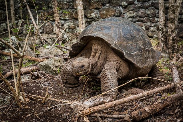 042 Floreana, galapagosreuzenschildpad.jpg